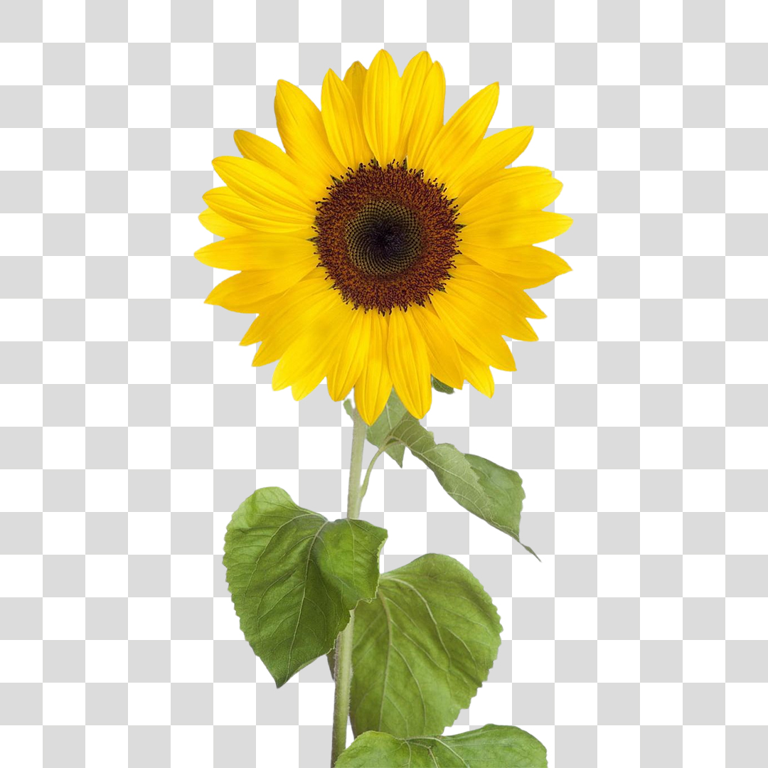 Flor Girassol PNG Transparente Sem Fundo