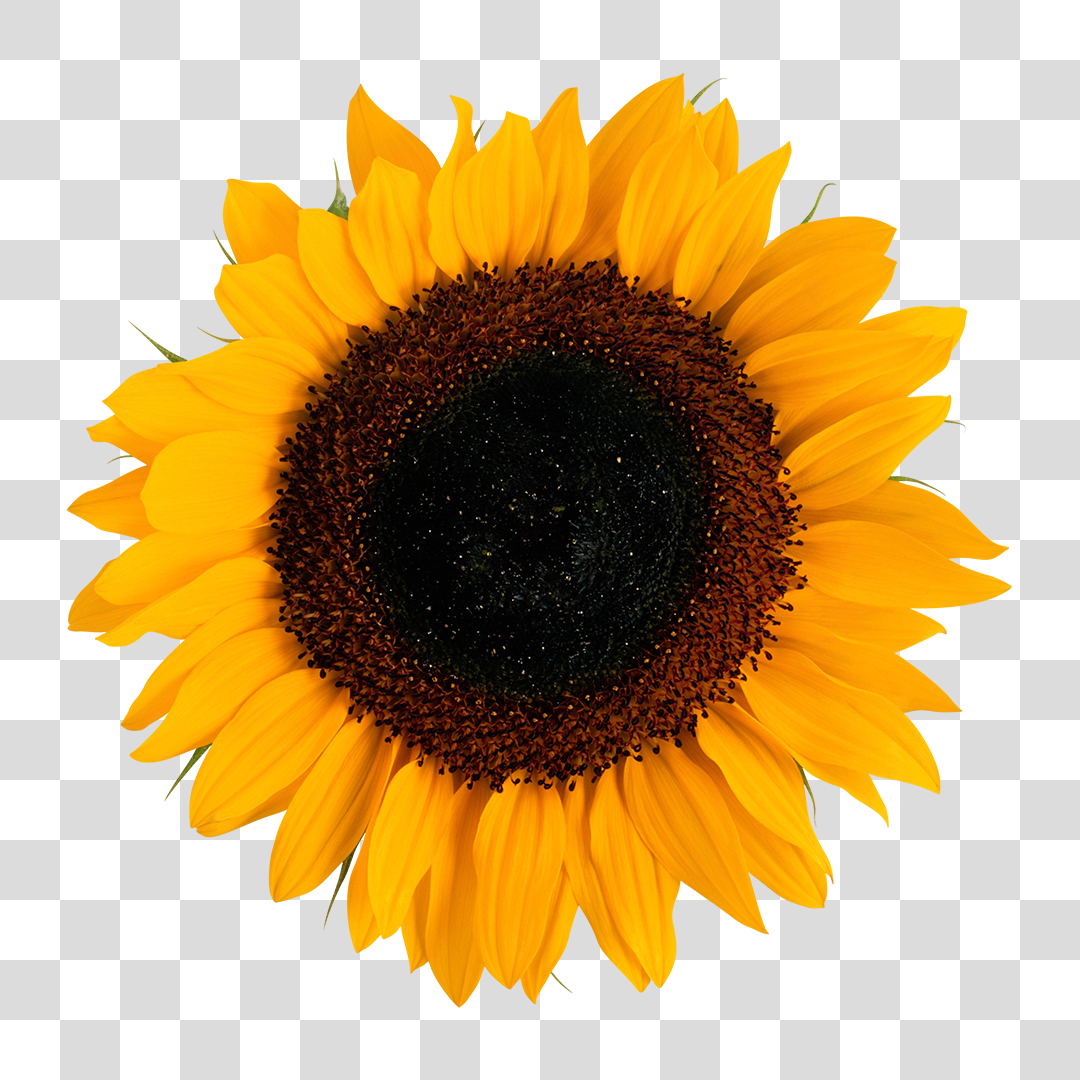 Flor Girassol PNG Transparente Sem Fundo