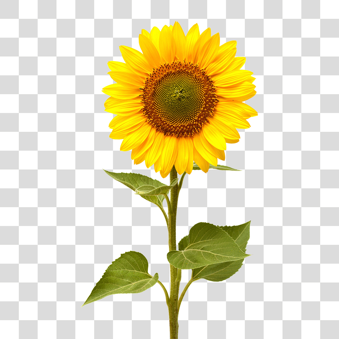 Flor Girassol PNG Transparente Sem Fundo