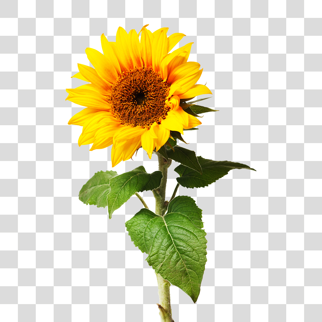 Flor Girassol PNG Transparente Sem Fundo