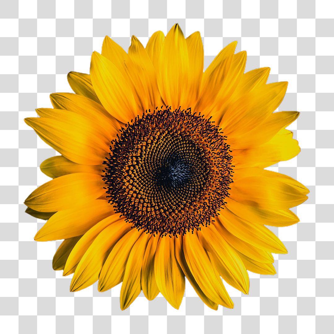 Flor Girassol PNG Transparente Sem Fundo