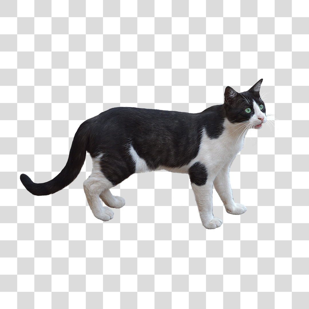 Gato PNG Transparente Sem Fundo