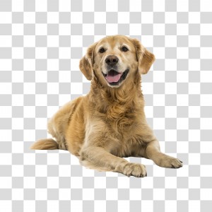 Cachorro Golden Retrieve PNG Transparente Sem Fundo.jpg