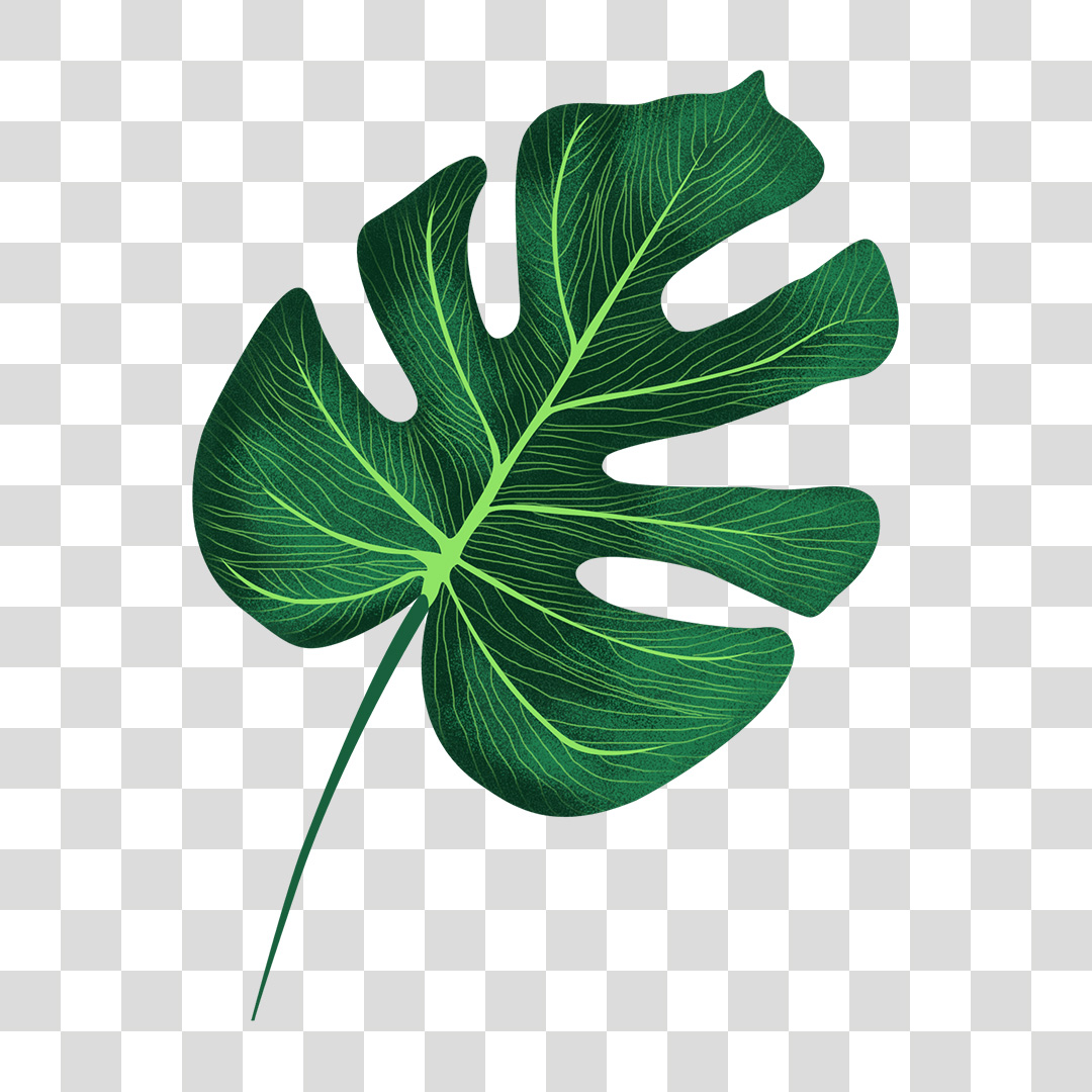 Folha de Planta PNG Transparente Sem Fundo