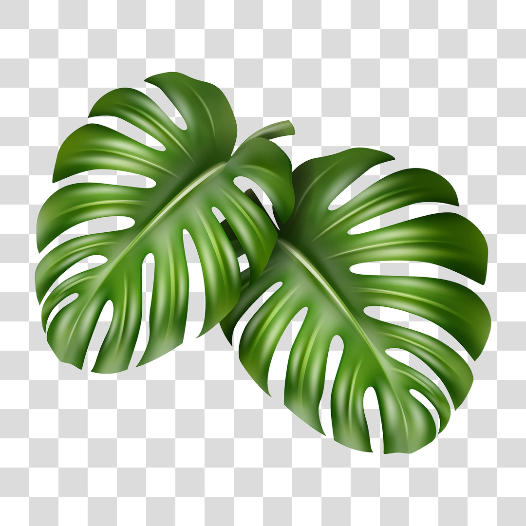 Folhas de Planta PNG Transparente Sem Fundo