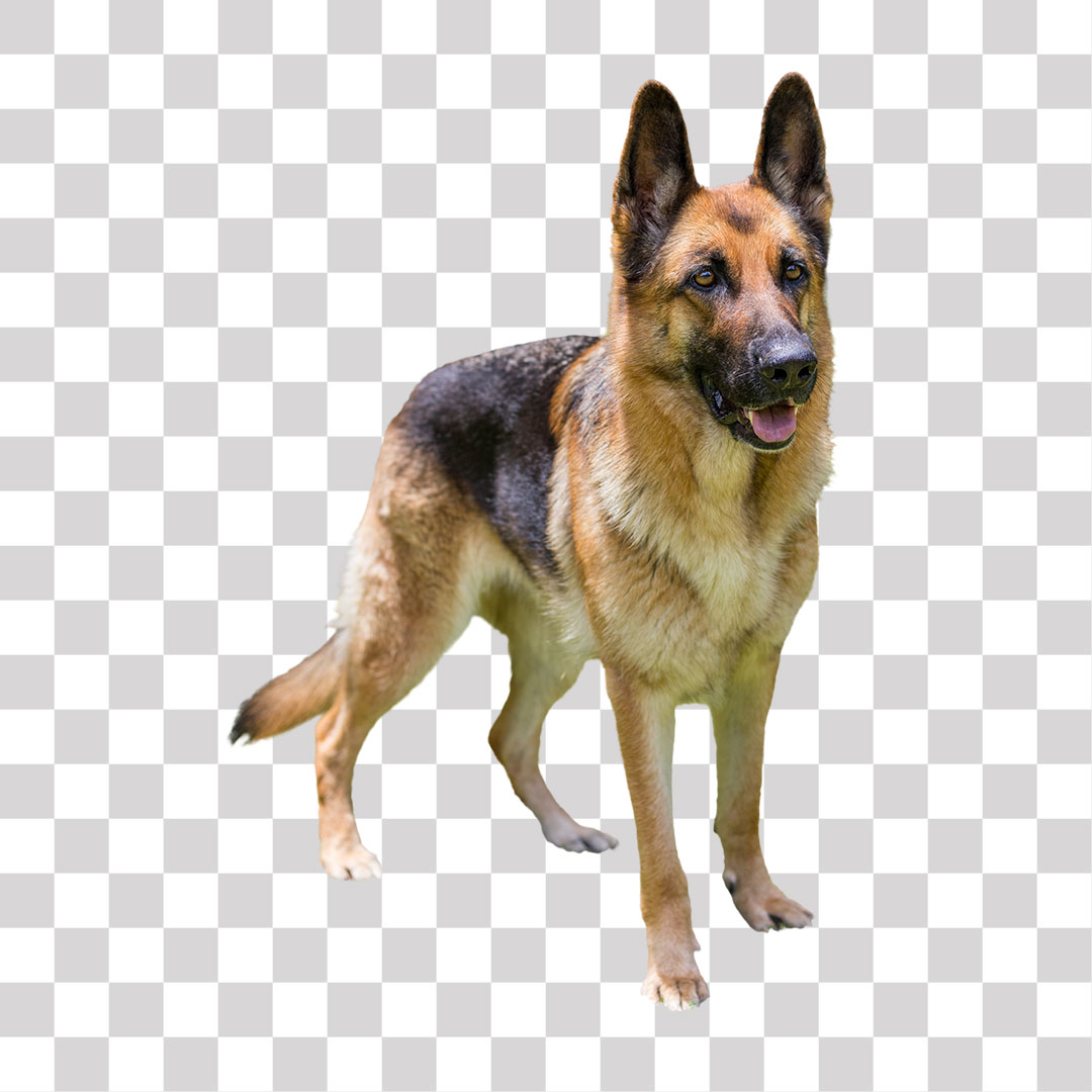 Cachorro Cão Pastor Alemão PNG Sem Fundo Transparente