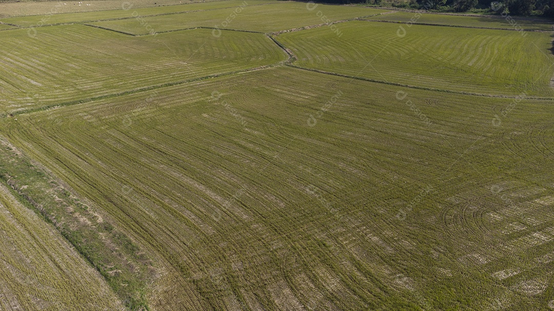 Campo de Arroz Visto De Cima