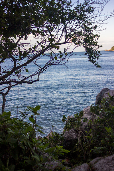 Vista Para o Mar da Floresta