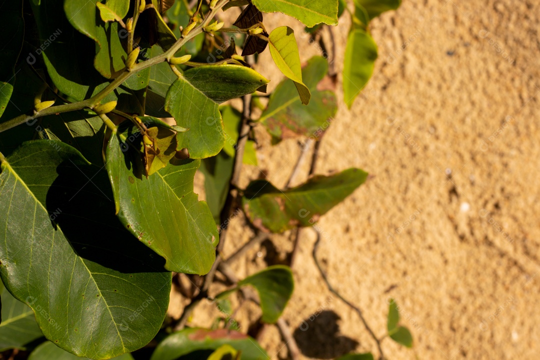Areia da Praia e Fundo de Vegetação