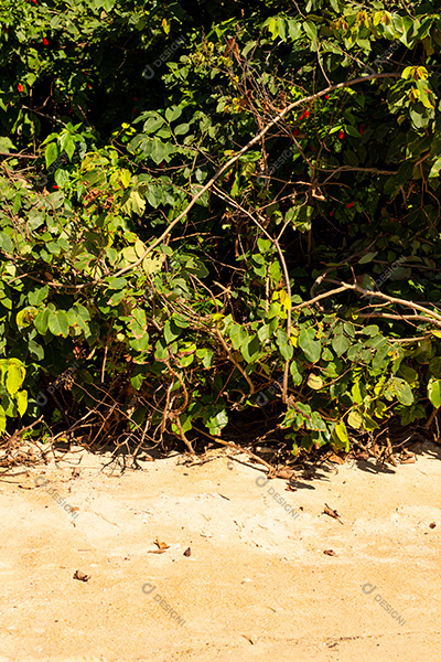 Areia da Praia e Fundo de Vegetação