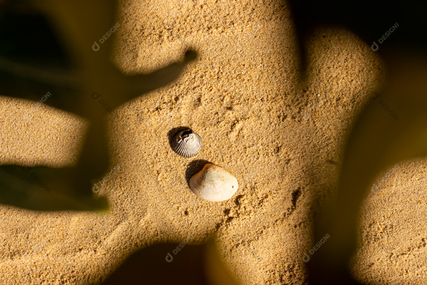 Concha do Mar na Areia