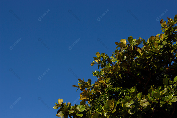 Folhas da Árvore da Praia da Costa no Céu Azul