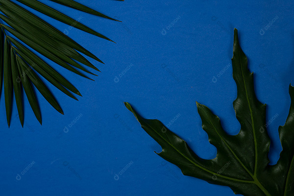 Folhas Verdes Sobre Fundo Azul de Verão