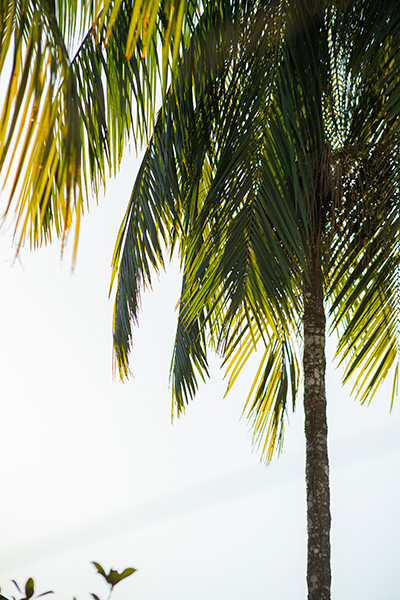 Folhas da Árvore da Praia da Costa no Céu Azul