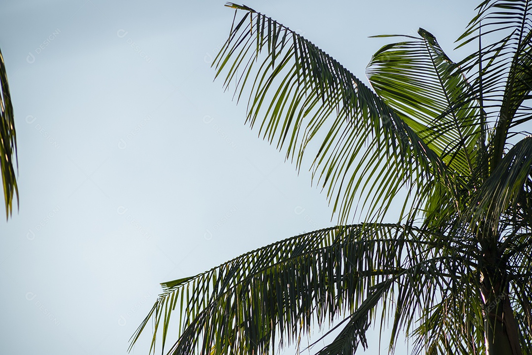 Folhas da Árvore da Praia da Costa no Céu Azul