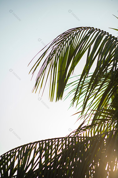 Folhas da Árvore da Praia da Costa no Céu Azul