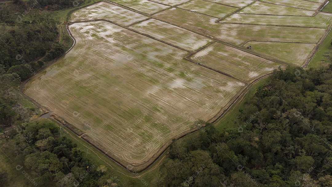 Campo De Arroz Vista Aérea
