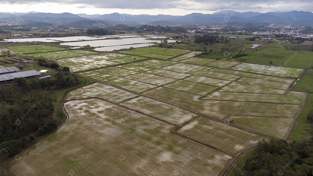 Campo De Arroz Vista Aérea Cidade em Segundo Plano