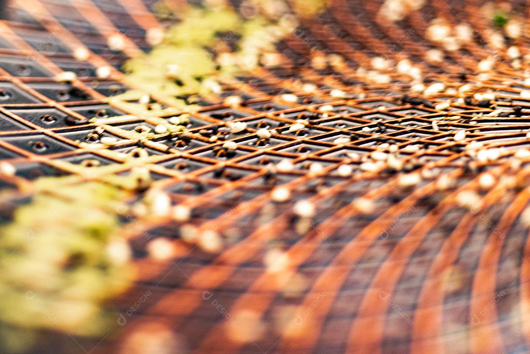 Textura de Um Prato Oriental. Comida Japonesa