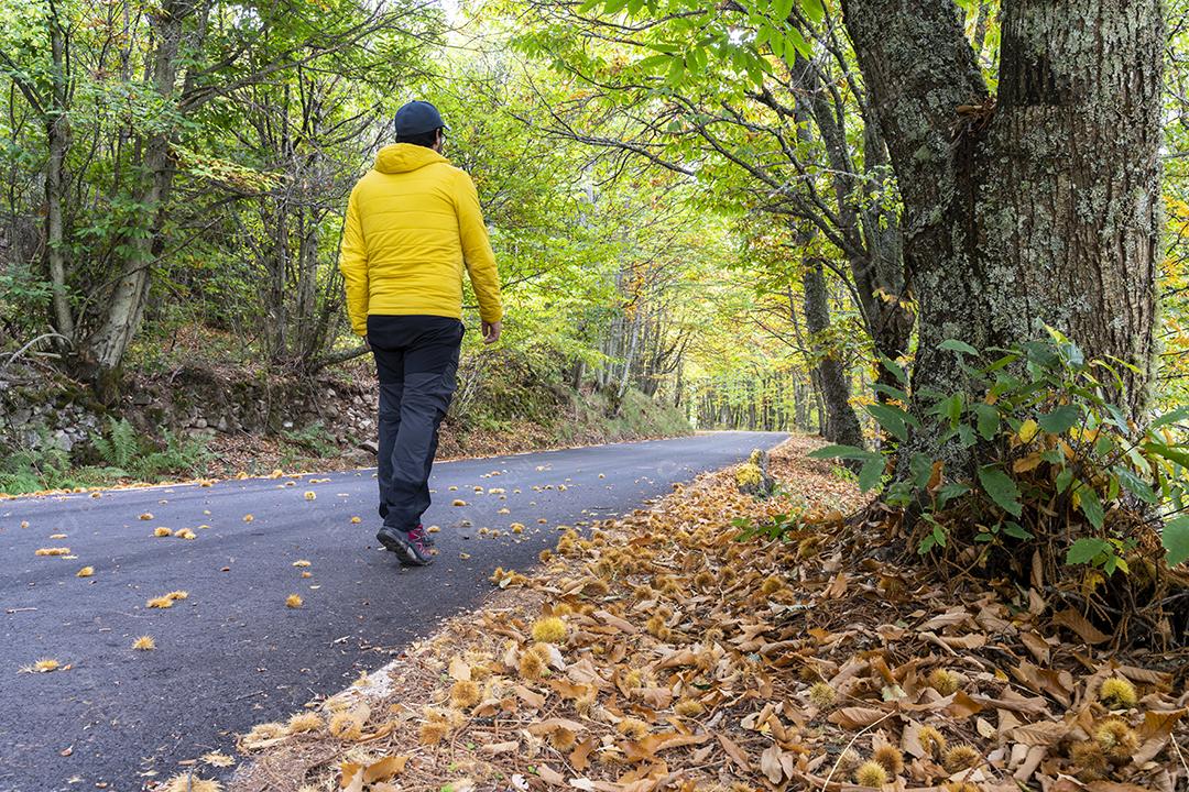 Homem Vestido de Amarelo Pratica Caminhada Pela Floresta de Castanheiros Imagem JPG