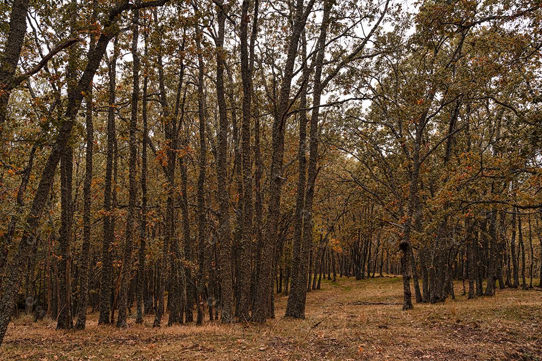 Fundo da Paisagem Autunal Com Folhas Caídas Imagem JPG