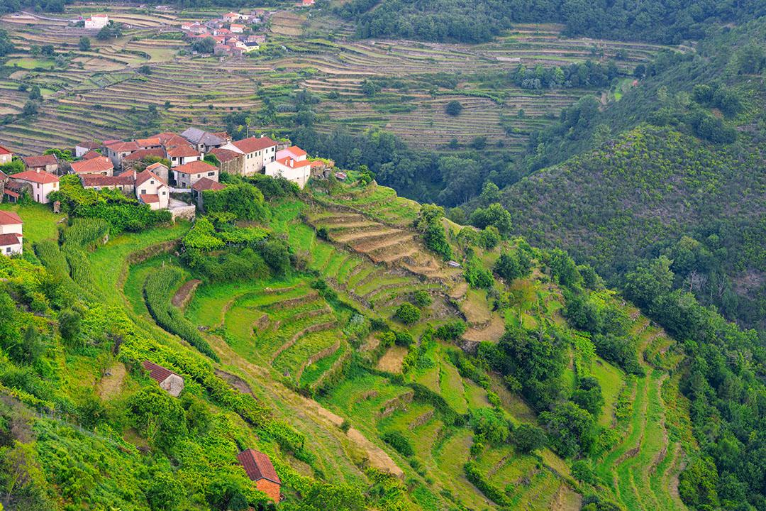 Cultivo de Milho Em Socalcos no Vale do Rio Vez Em Sistelo Imagem JPG