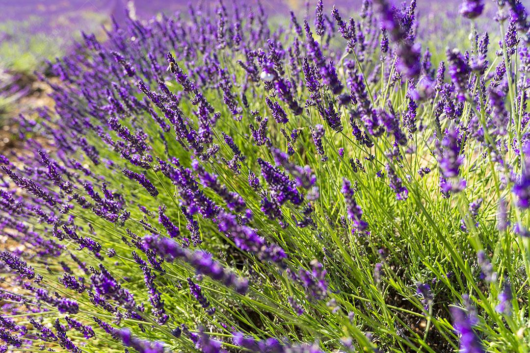 Fundo de Flores de Lavanda nos Campos da Provença, na França Imagem JPG