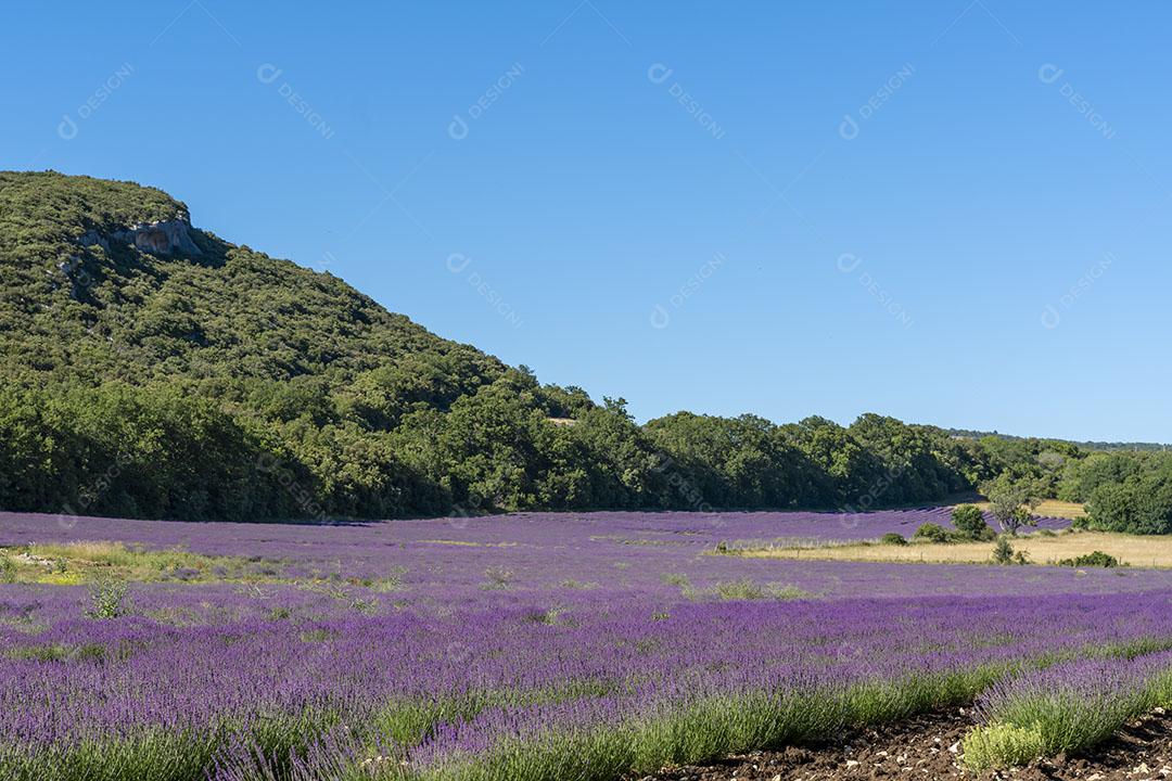 Fundo de Flores de Lavanda nos Campos da Provença, na França Imagem JPG