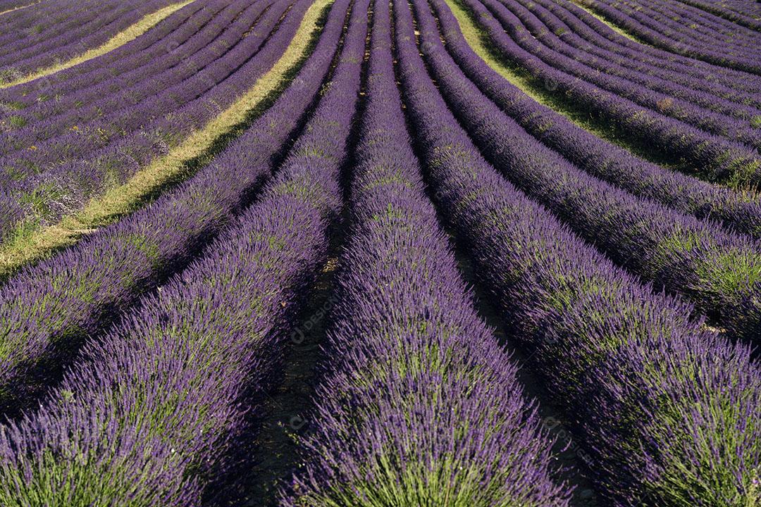 Plantações de Lavanda Em Valensole França Imagem JPG