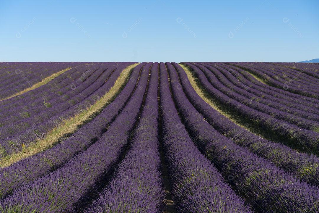 Plantações de Lavanda Em Valensole França Imagem JPG