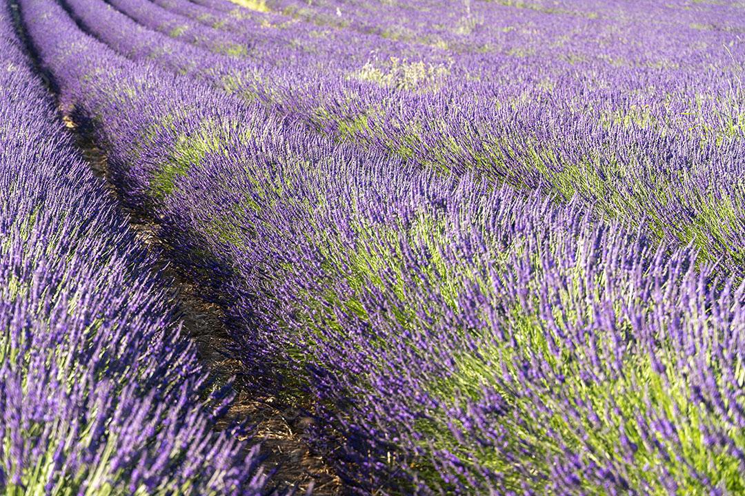 Plantações de Lavanda Em Valensole França Imagem JPG