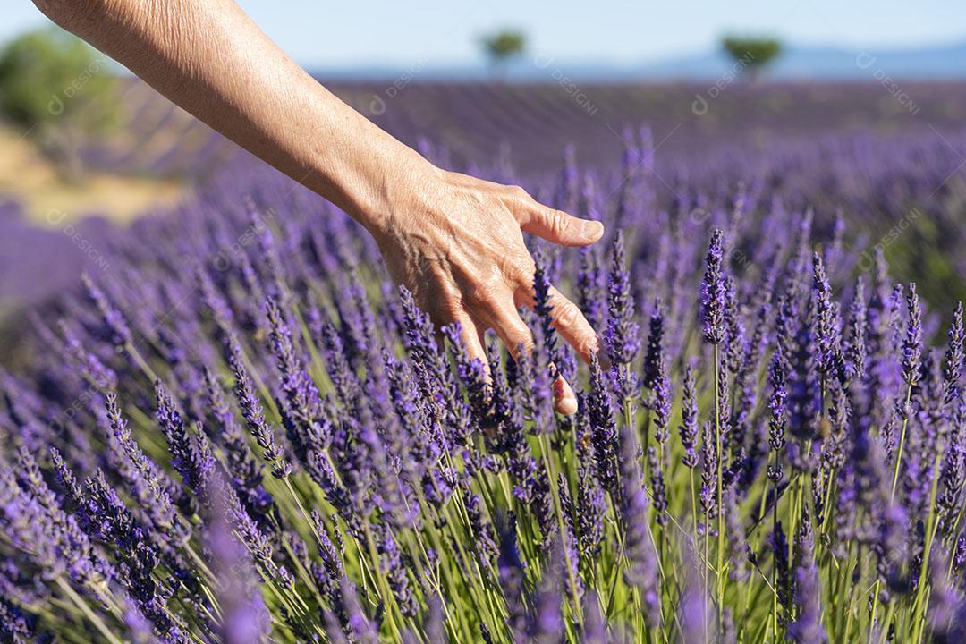 Mão de Uma Mulher de 60 Anos Tocando as Flores de Um Fiel de Lavanda Imagem JPG