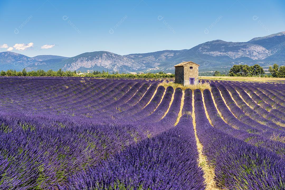 Campo de Lavanda Em Flor Com Uma Casa Em Valensole, França Imagem Foto