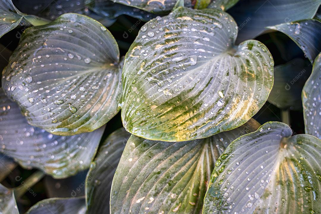 Textura de Folhas no Jardim Coberto Com Gotas Pela Manhã Imagem JPG