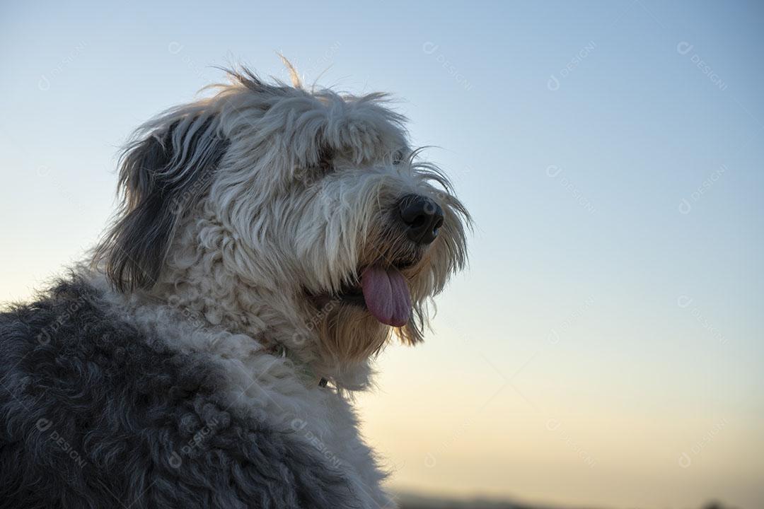 Retrato Ao Pôr do Sol de Cachorro Terrier Irlandês Imagem JPG