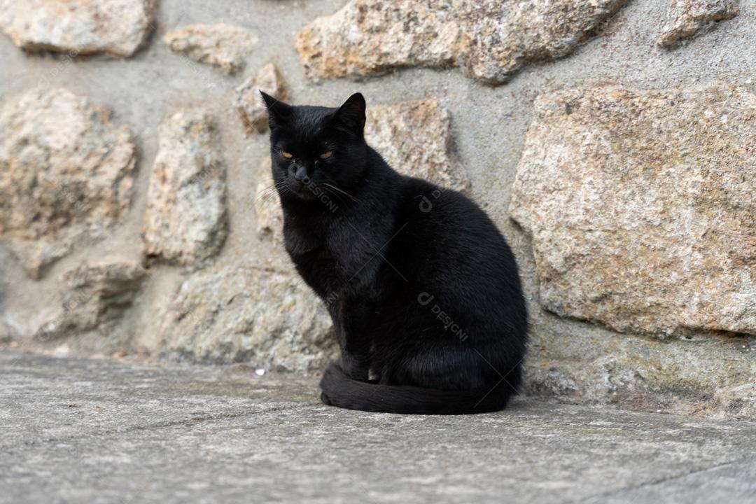 Foto Animal Gato Preto Sentado na Calçada