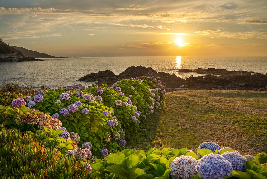 Foto Paisagem Flores Praia ao Pôr do Sols Baiona Galicia Imagem JPG