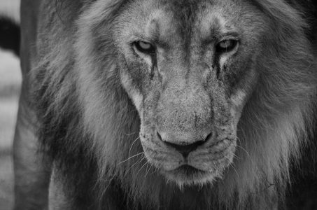 Foto Belo Animal Fotografado Zoológico Brasil Luz Natural Imagem JPG