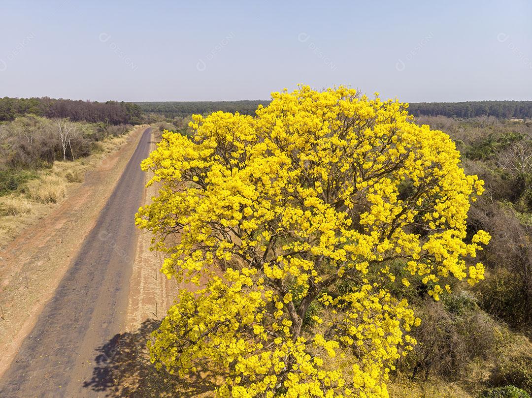 Imagem de Ipê-amarelo Fotografia Tirada por Drone JPG