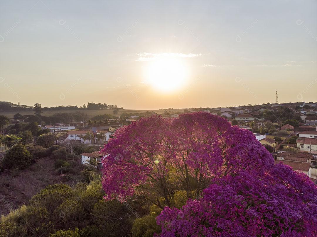 Imagem de Ipê-rosa Reflexo Por do Sol Foto Tirada de Drone JPG