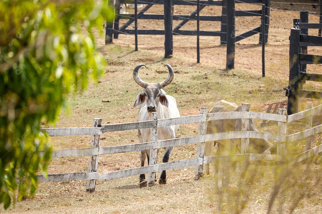 Vaca Chifruda Em Curral