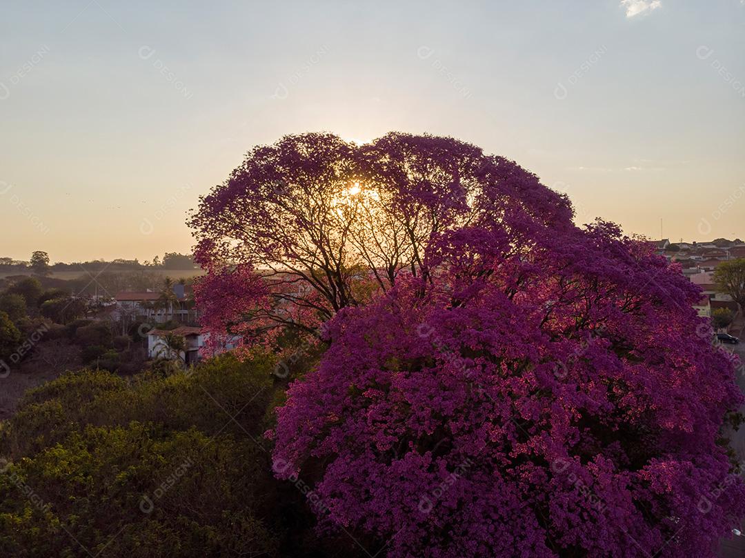 Ipês Roxo Na Cidade Amanhecer