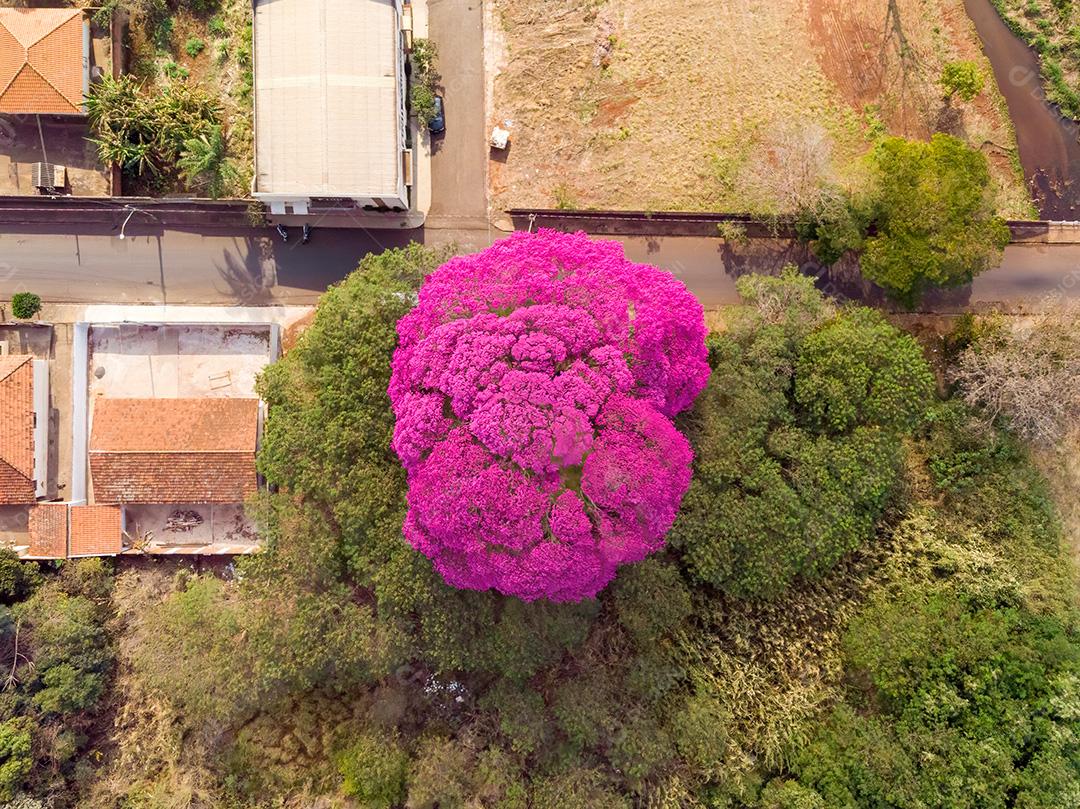 Ipês Roxo Na Cidade Visto De Cima