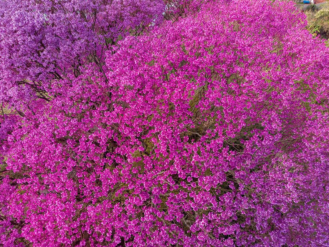 Ipês Roxo Visto Com Proximidade