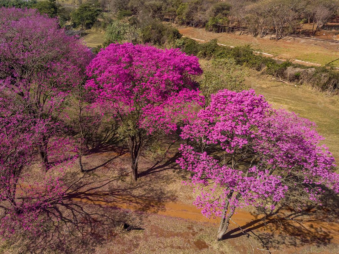 Ipês Roxo No Campo