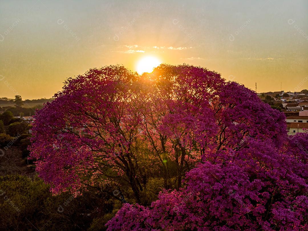 Ipês Roxo Na Cidade Amanhecer