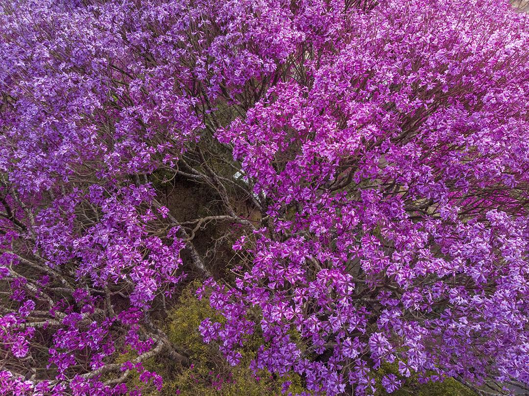 Ipês Roxo Vista de Cima Imagem JPG