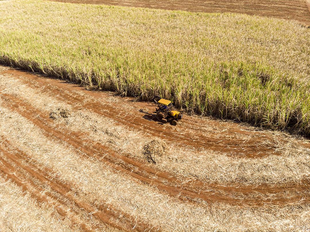 Colheita De Cana De Açúcar Acionamento De Colheitadeira Em Canavial Imagem JPG