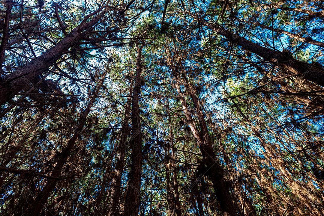 Reflorestamento De Pinus Elliot Pinheiro Dentro De Uma Floresta Na Fazenda