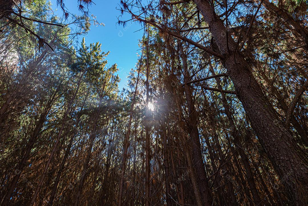 Reflorestamento De Pinus Elliot Pinheiro Dentro De Uma Floresta Na Fazenda